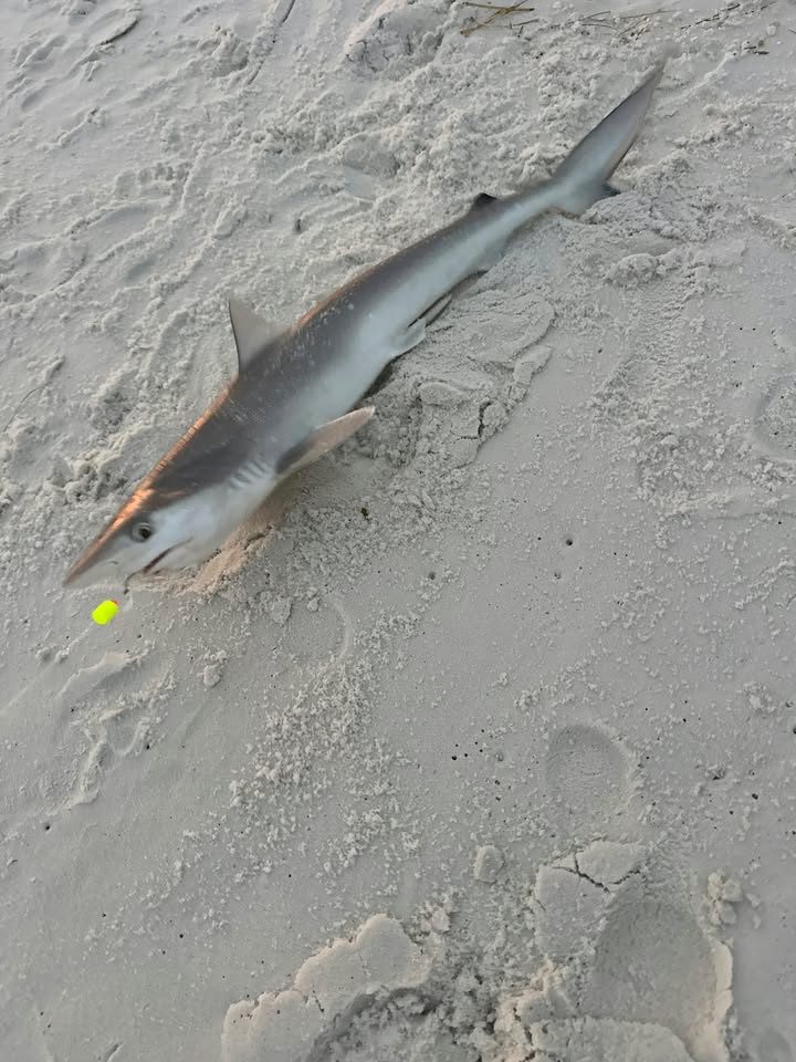 Sharkie